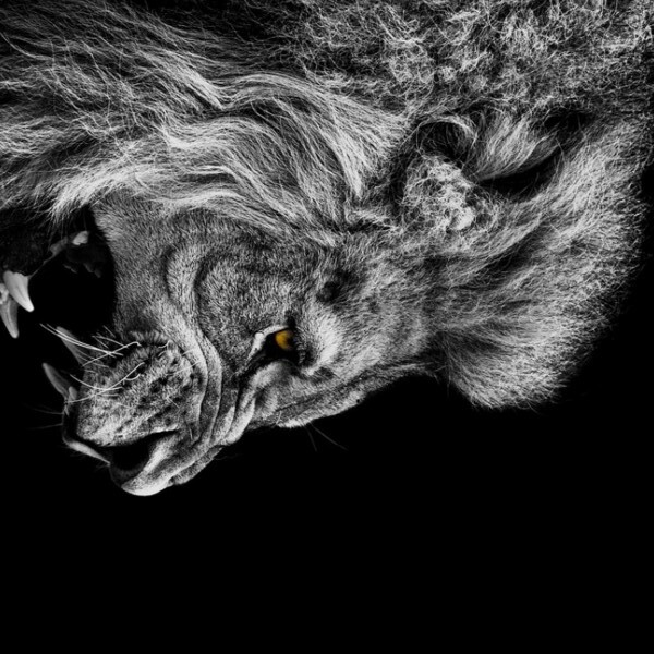Angry male lion by Shamudy